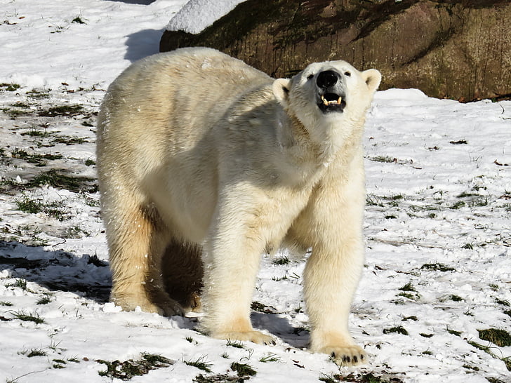หมีขั้วโลก, นักล่า, นูเรมเบิร์ก, อันตราย, หิมะ, ฤดูหนาว, มิตเตอ