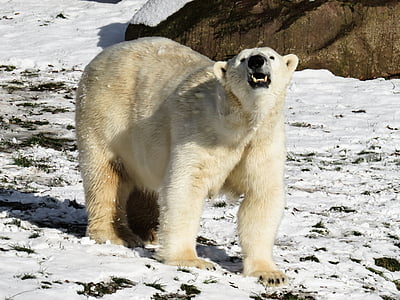 urso polar, predador, Nuremberg, perigoso, neve, Inverno, Tiergarten