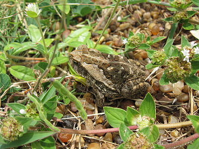 개구리, 두 꺼 비, 자연, 토양, 잎, 동물, 그린
