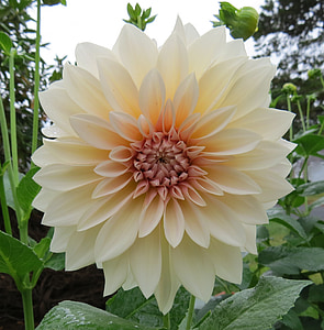 white, dahlia, flowers, blossoms, blooms, blooming, petals