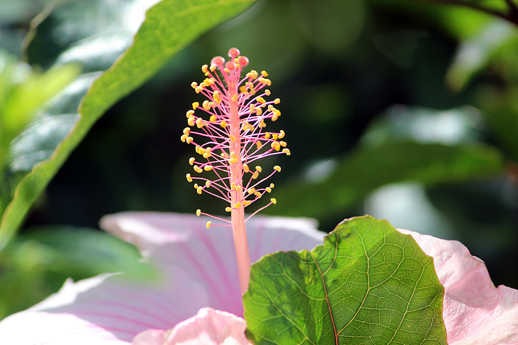 Hoa, vĩ mô, Thiên nhiên, Sân vườn, Senegal, Hibiscus