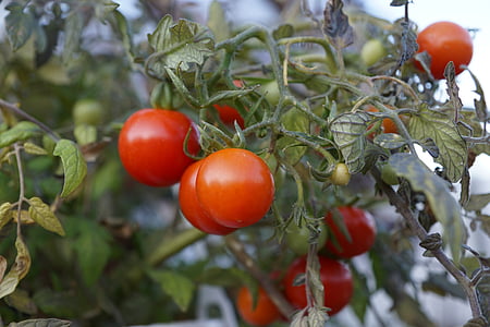 pomidorai, vyšnia, raudona, žalia