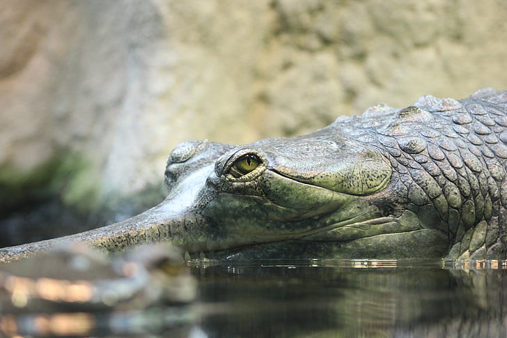 krokodille, natur, dyr, levende natur, Zoo