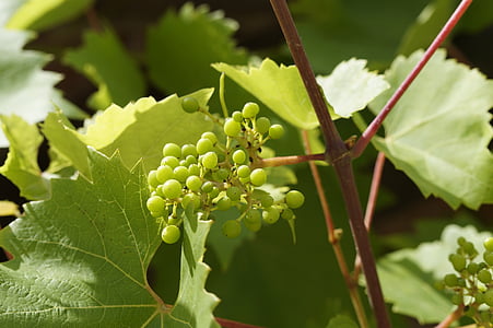 vin, vignes, se développer, raisins, été, vert, vignoble