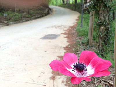 flowers, gil, trail, blossom, seonunsa, nature, flower