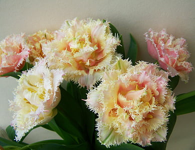 Tulip bouquet, grieztu ziedu, pavasara ziedu