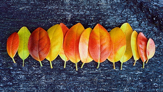 rudenį, rudenį, lapai, spalvos, spalio, sezono metu, ne žmonės