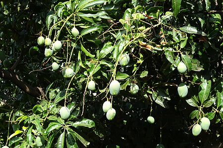 mango, fruit, mangifera indica, tropical, tree, sweet, natural