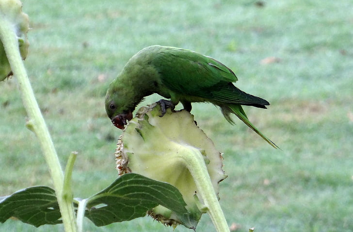 sándorpapagáj, (Psittacula krameri), Ring-nyakú papagáj, női, papagáj, madár, India