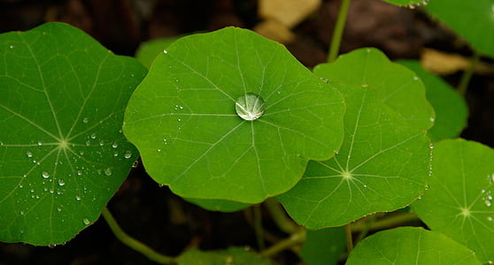Leaf, droppar vatten, grön, regn
