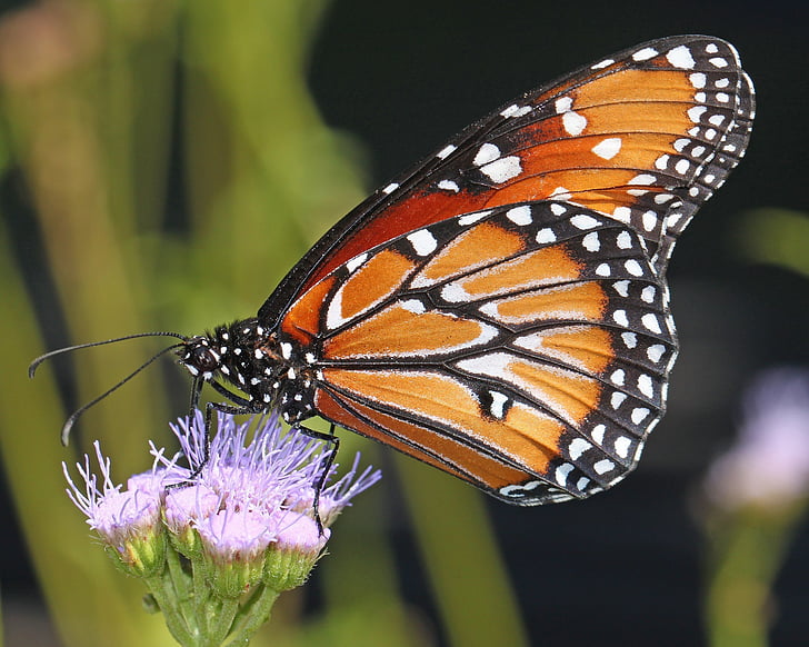 monarchas drugelis, gėlė, žiedų, žydėti, vabzdžių, sparnai, makro