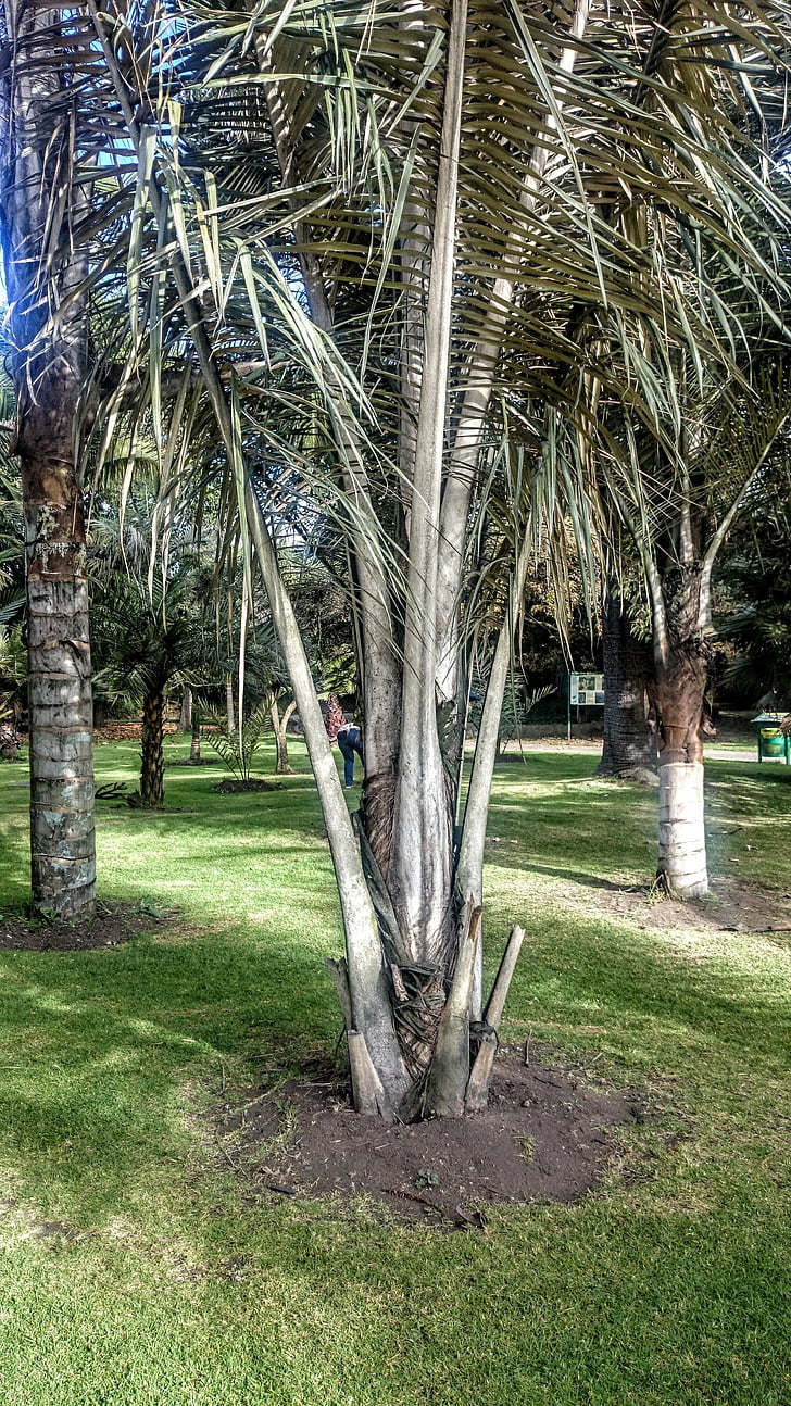 palmių vaško, medžiai, Botanikos sodas
