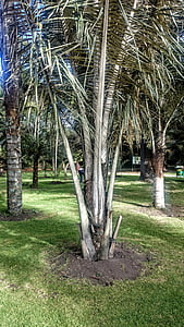 palm wax, trees, botanical garden