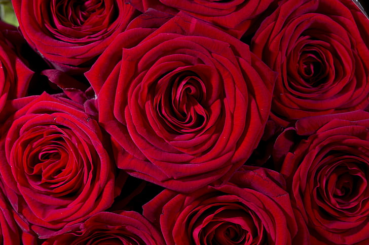 roses, flowers, red, forest, bloom, macro, spiral