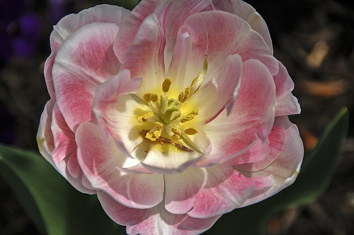 flower, pink, bloom, close-up, floral, nature, plant