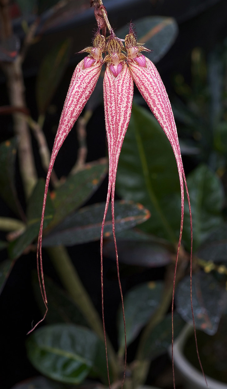 орхидея, cirrhopetalum, Елизабет Ан buckleberry, сем, epidendroideae