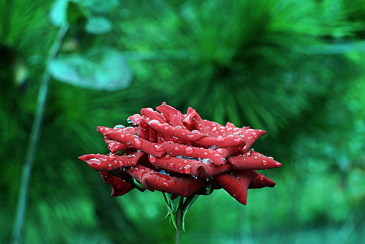 rose, nature