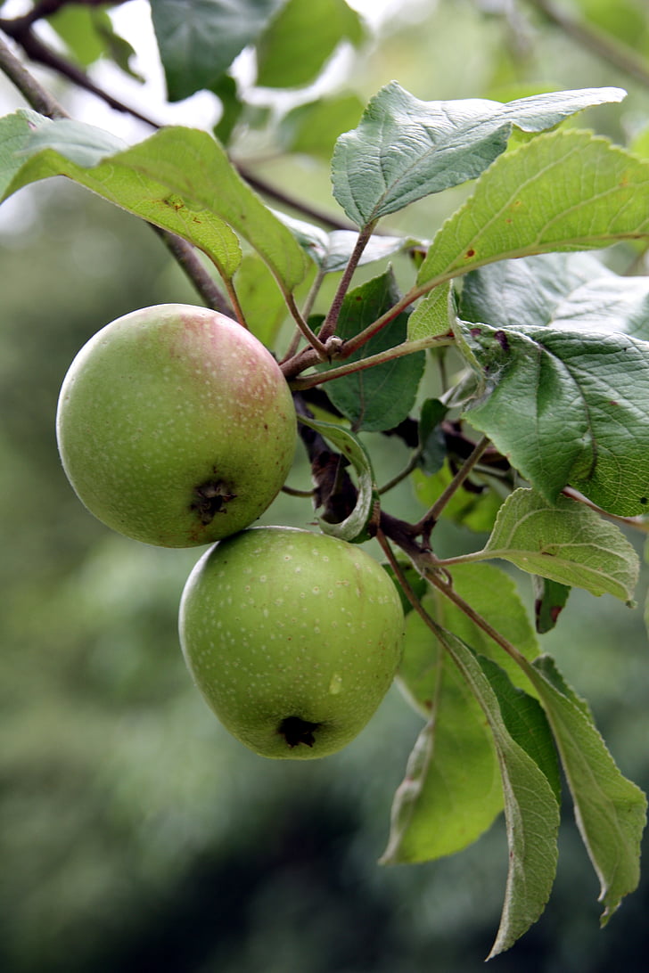 drvo jabuke, jabuka, voće, vrt, grana, voće, hrana