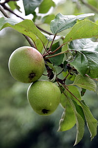 pohon apel, Apple, buah, Taman, cabang, buah-buahan, Makanan
