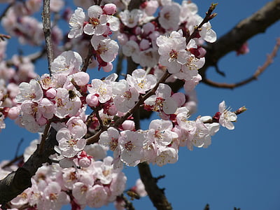flor, flor, flor del cirerer, branca, primavera, arbre, blanc