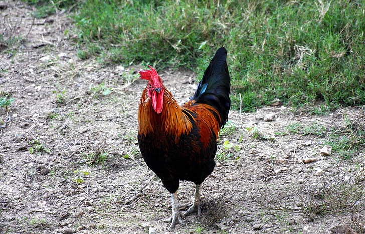 chanticleer, chicken, cockerel, hen, male chicken, rooster