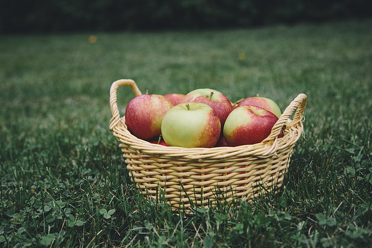 apple, apples, apple picking, basket, fruit, healthy, nature