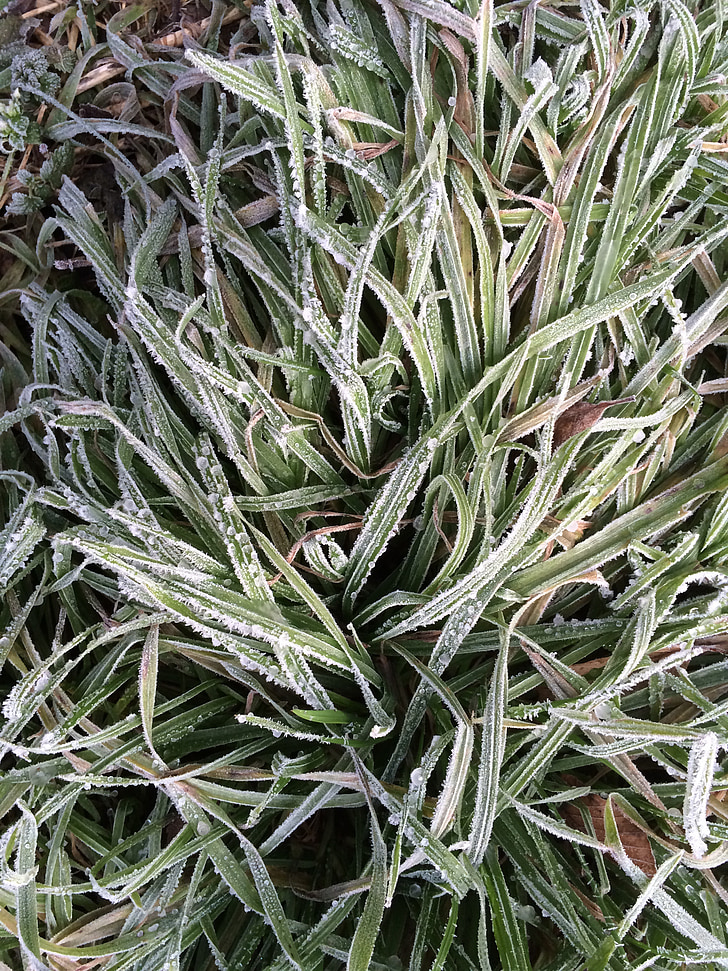 Grass, Frost, Grün, Natur