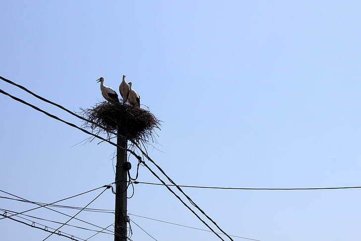 nest, poles, power, sky, storks, utility, birds