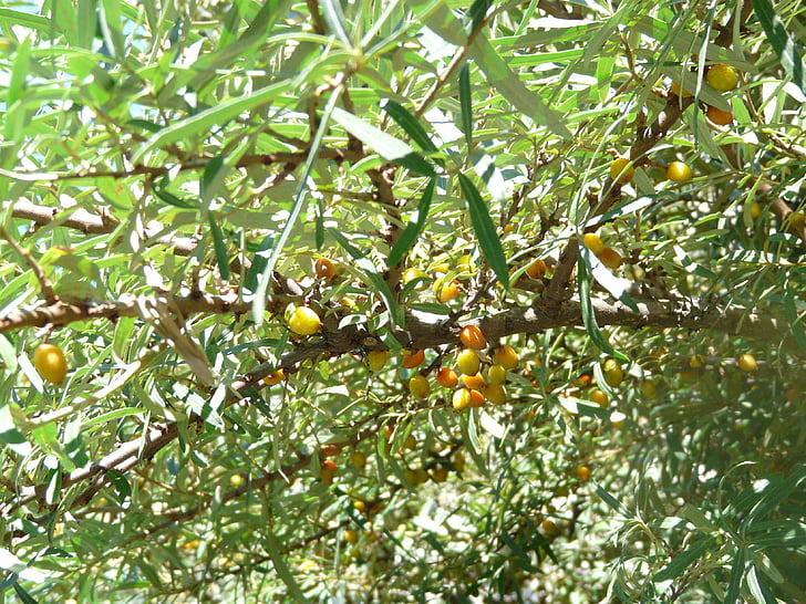 olivello spinoso, frutti di bosco, Bush, Hippophae rhamnoides, arbor di salice, Duna dorn, Audorn