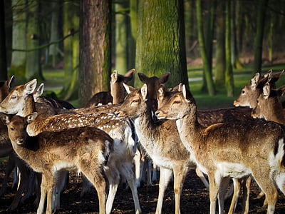 roe deer, deer, animal, wild, nature, forest, rehgruppe
