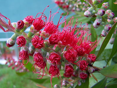 bottlebrush, tree, plant, callistemon, flower, red, bush