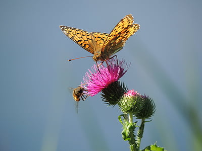 metulj, bisernik, veliko bisernik, mesoacidalia aglaja, oranžna, metulji, insektov