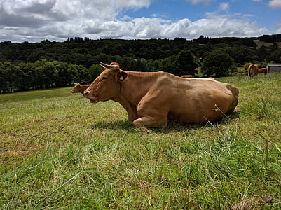 vaca, Prado, pradaria