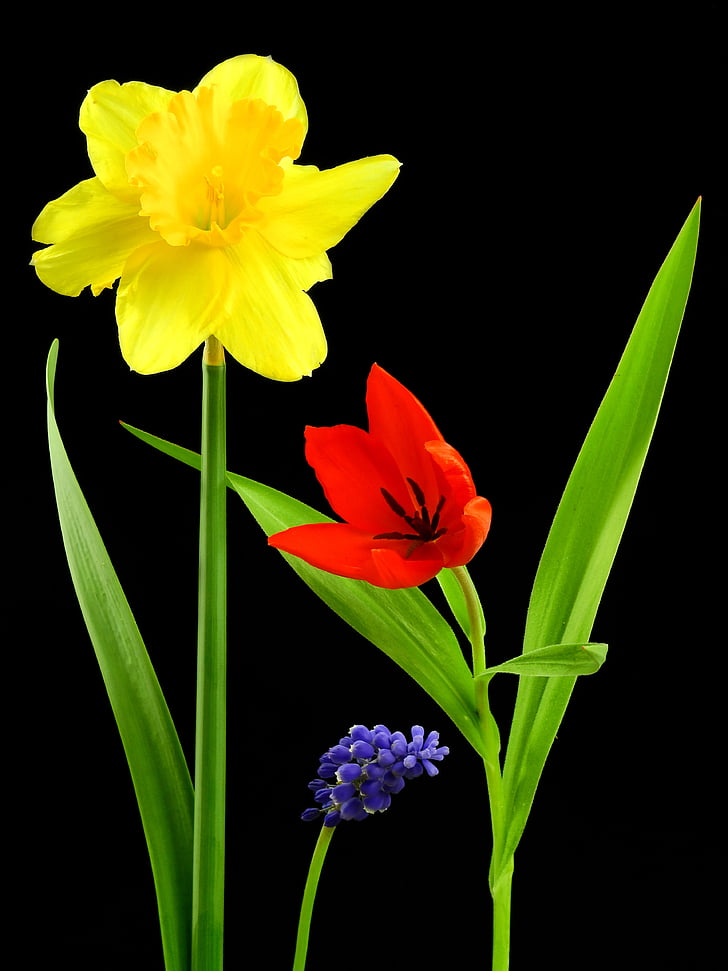 blomma, Anläggningen, naturen, Narcissus, Osterglocken, Tulip, hyacint