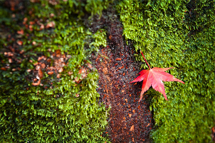 daun, Maple, alam, musim gugur, merah, musim gugur, musim