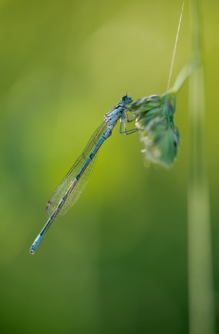 štíhlé dragonfly, Dragonfly, hmyz, Příroda, modrá, makro, jaro