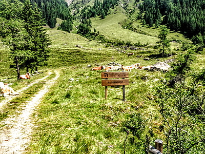 Tirol oriental, debanttal, Tirol, natura, muntanya, a l'exterior, paisatge