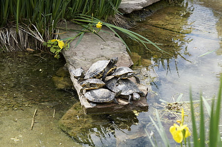 거북, 느끼고, 기갑, 거북이 껍질, 그리기, 물, 연못