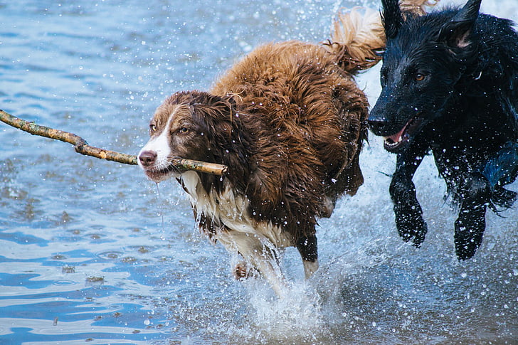 hunde, spille, sjov, vand, stick, hoppe, sprøjt