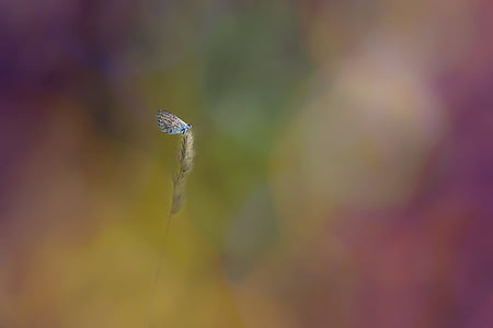 common blue, bokeh, butterfly, insect, animal, summer, close