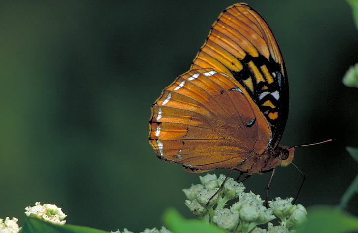 Kelebek, Erkek, Diana fritillary, Speyeria diana, ormanlık alanlarda, renkli, ABD