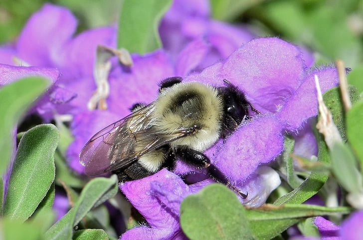Bee, humla, blommor, lila blommor, Barometer bush, insekt, Insectoid
