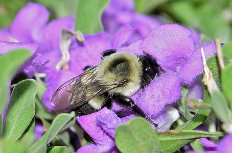 včela, Čmelák, květiny, fialové květiny, Barometr bush, hmyz, hmyzí
