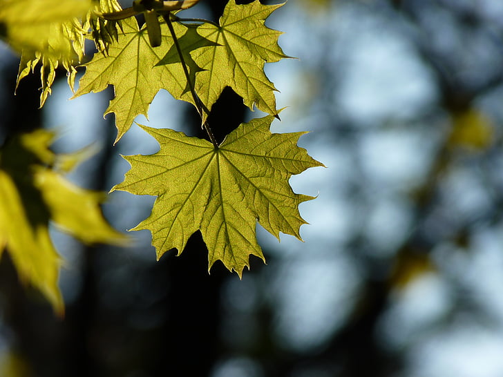 Maple, pohon, daun, matahari, bersinar melalui, alam, hijau