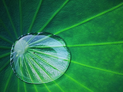 l'estiu, el Lotus leaf, gotetes d'aigua, fulla, color verd, planta, creixement