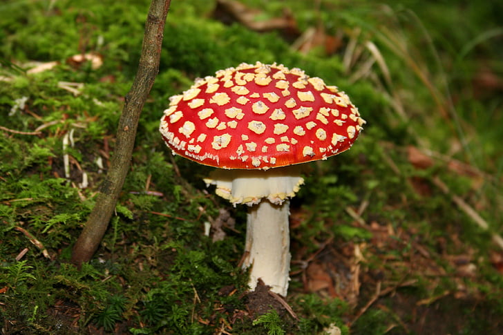 Fly agaric, bos paddestoelen, giftig, symbool van geluk, rood, bos, paddenstoel Vliegenzwam rood