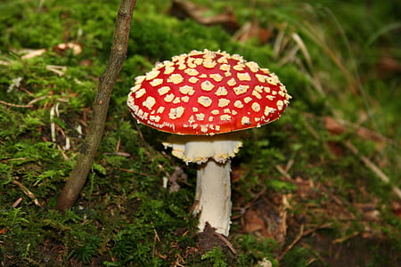 Мухомор, лісових грибів, токсичні, символ удачі, червоний, ліс, червоний Мухомор гриб