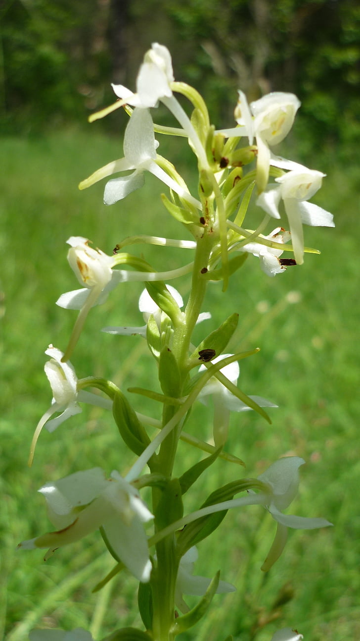 orchid kupu-kupu, Jerman anggrek, padang rumput, putih, dilindungi