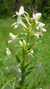 Butterfly orchid, tyska orkidé, äng, vit, skyddad