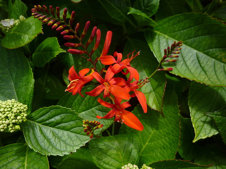 flowers, red, garden, nature, summer, gardening, environment